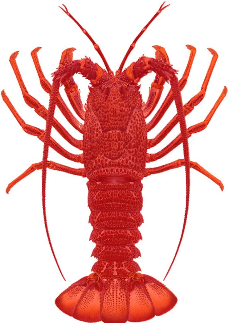 Lobsters.au Pty Ltd